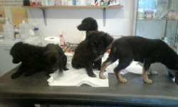 Ktoś wyrzucił pięć szczeniaków. Nowego domu szuka również porzucony pies