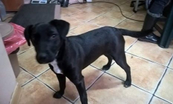 Znaleziono psa. Poszukiwany jest jego właściciel