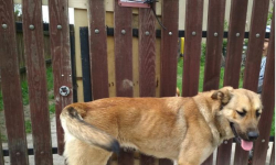 W Krępicach znaleziono suczkę. Poszukiwany jest właściciel