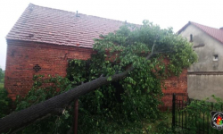 Średzcy strażacy interweniowali przy powalonym drzewie. Uratowali też uwięzionego psa