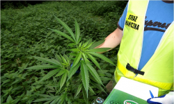 Blisko 2 kilogramy narkotyku nie trafi na rynek