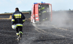 Pożar zboża w Ujeździe Dolnym. Spłonęło blisko 9 hektarów pola [foto][video]