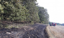Pożar lasu i zboża w Konarach. Interweniowało kilka zastępów straży [foto]