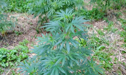 Policjanci zlikwidowali plantację marihuany. Na rynek nie trafi blisko 1,6 tys. porcji narkotyku