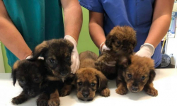 Szczeniaki czekają na adopcję, a pies poszukuje właściciela [foto]