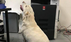 Błonie: w okolicach ul. Przemysłowej znaleziono psa