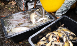 Powiat Średzki: jest więcej ryb w stawach i rozlewiskach [foto]