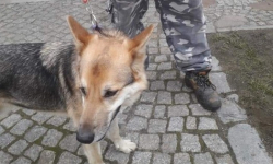 W Krępicach znaleziono psa