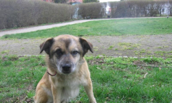 Znaleziono psa w Wilkostowie. Poszukiwany jest jego właściciel