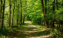 Nadleśnictwo chce wyznaczyć obszary leśne ważne dla lokalnej społeczności