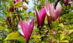 Akcja sadzenia drzew w Środzie Śląskiej już w sobotę. Ulica Tulipanowa zyska nowy wygląd