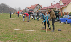 Mieszkańcy nasadzili drzewa przy ulicy Tulipanowej