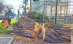 List Czytelnika: Niewytłumaczalne niszczenie przyrody w Środzie Śląskiej