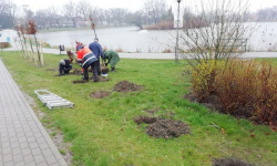 Nowe nasadzenia na średzkich Kajakach