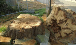 Odp. UM na list Czytelnika „Niewytłumaczalne niszczenie przyrody w Środzie Śląskiej”