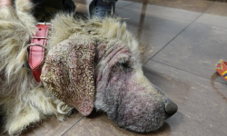 Interwencja Ekostraży w Księginicach. Uratowali psy z odparzoną i rozdrapaną do krwi skórą