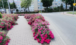 OSiR kosi Akwen Kajaki i porządkuje zieleń miejską