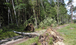 Ogrom pracy podczas usuwania skutków silnych wiatrów [raport strażaków]