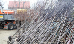 Jesienne nasadzenia. Powiat zaprasza do wsparcia akcji