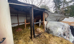 W Wilkszynie spłonęła zagroda dla kóz. Pomóc może każdy z nas