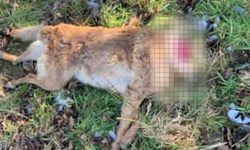 Truchło psa bez głowy znalezione na polu! Poszukiwani świadkowie [AKTUALIZACJA]