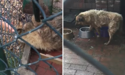 Środa Śląska: Pies katowany łopatą przez właściciela