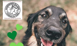 Piast Lutynia organizuje zbiórkę karmy dla podopiecznych schroniska Fundacji Tara