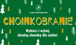 Choinkobranie w Nadleśnictwie Miękinia