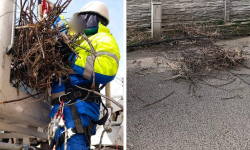 W Kostomłotach zlikwidowano bocianie gniazdo, mieszkańcy oburzeni