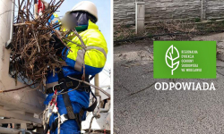 RDOŚ odpowiada ws. bocianiego gniazda w Kostomłotach. Doszło do wykroczenia?