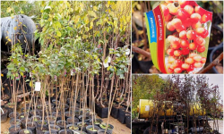 Jesienna akcja sadzenia drzew wzdłuż powiatowych dróg i ścieżek rowerowych