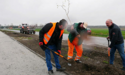 Wzdłuż powstającej ścieżki rowerowej na odcinku Chomiąża - Malczyce posadzone zostały drzewa
