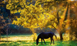 „Jesień w średzkim ujęciu”. Znamy laureatów konkursu fotograficznego