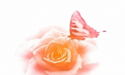 Dzisiaj Dzień Babci