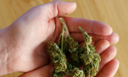 Marihuana w majtkach nastolatka